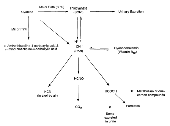 figure 8.1. basic processes involved in the metabolism of cyanide (atsdr, 2006)