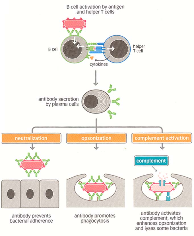 antibodies