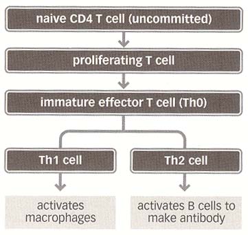 cd4 t