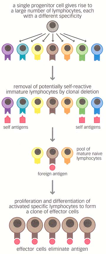 clonal selection