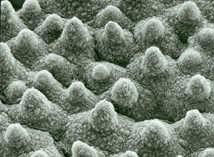 electron microscope photograph of the surface of a lotus flower leaf