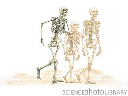 \\eu.emory.edu\campuslifeuserhome\wnewnam\old-pc\desktop\infrastructure topic\infrastructure topic\trg articles\walking skeletons.jpg