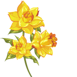 spring <b>Daffodils</b> by KmyGraphic on DeviantArt