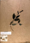 stachys tenuifolia