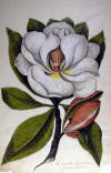 magnolifa grandiflora