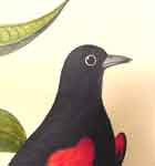 red wing black bird of sc