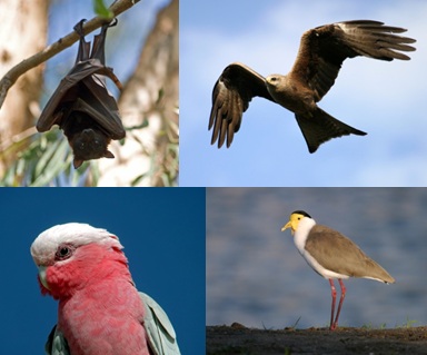 figure 28: the four bird types most commonly involved in birdstrikes between 2012 and 2013 remains the same as the 2010 to 2011 period. clockwise from top left; bat/flying fox, kite, lapwing/plover and galah.