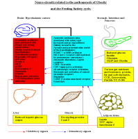 central nervous system neurocircuitry for satiety 