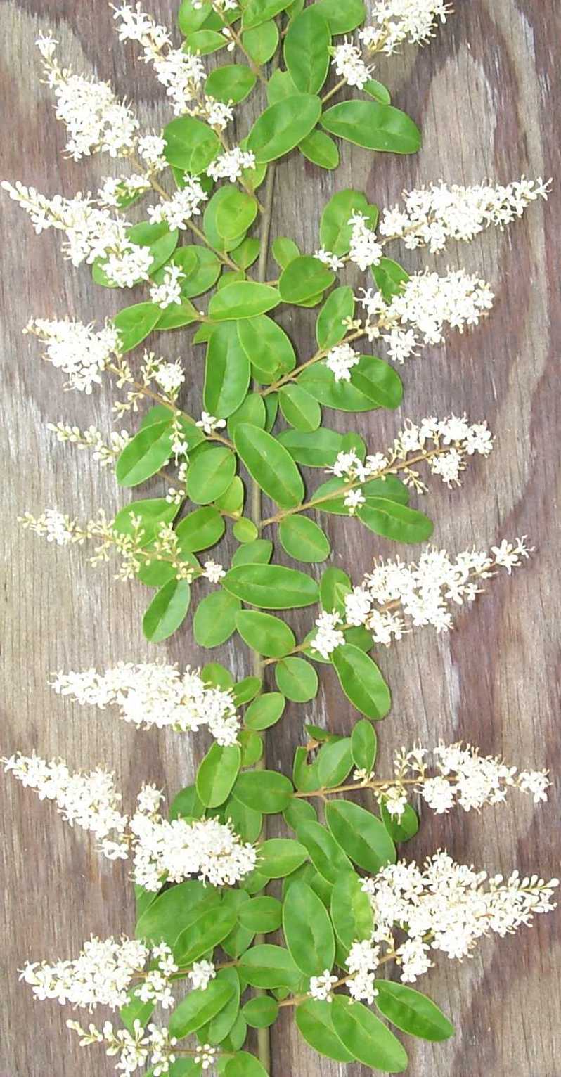 image of chinese privet (ligustrum sinense)