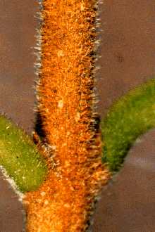 lisi petiole,axillary bud,stem with spreading hairs_v