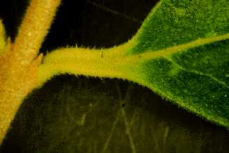 lisi petiole,leaf base,leaf margin_h