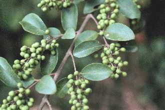 lisi leaves and clusters of developing fruit_hor