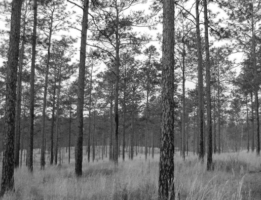 c:\documents and settings\tatethriffiley\my documents\cflrp\longleaf black and white 2.jpg