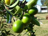 free fruit orchards for schools available through the fruit tree planting foundation 