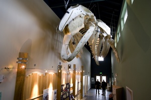 now open! arroyo whale exhibit at the highline community college