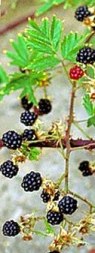 evergreen blackberry in fruit