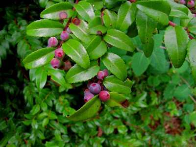 vaccinium ovatum