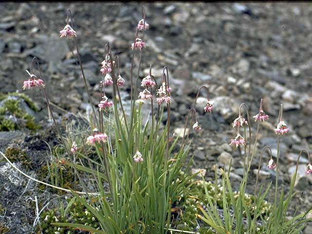 allium cernuum (nodding onion) #4421