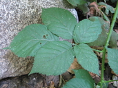 rubus discolor