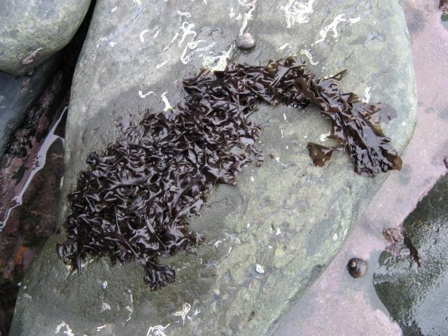 http://northernbushcraft.com/seaweed/purplelaver/3.jpg