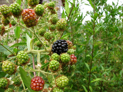 rubus discolor