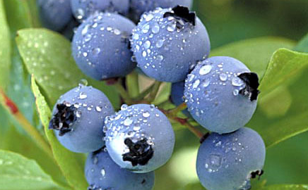 alaska-blueberry.png