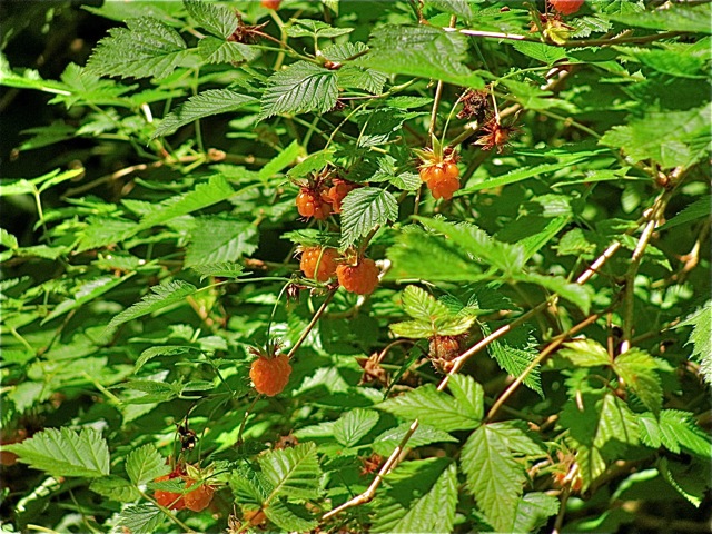 http://3.bp.blogspot.com/-hguhzh4puui/ubcgwlsgeyi/aaaaaaaaakq/uewrxgox_us/s1600/salmonberry.jpg