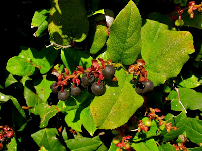 gaultheria shallon