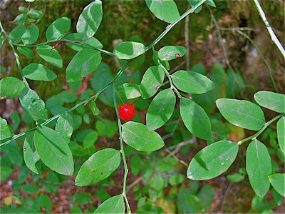 vaccinium parvifolium