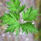 evergreen blackberry leaf - click for larger image