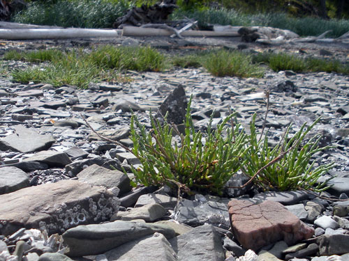 sea-asparagus-samphire