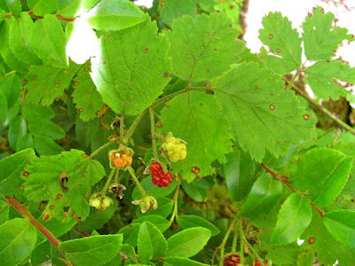 rubus ursinus