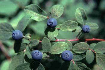 alaskan blueberry.jpg