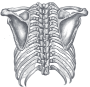 figure 3 : posterior view of the thorax and shoulder girdle. (morris.)