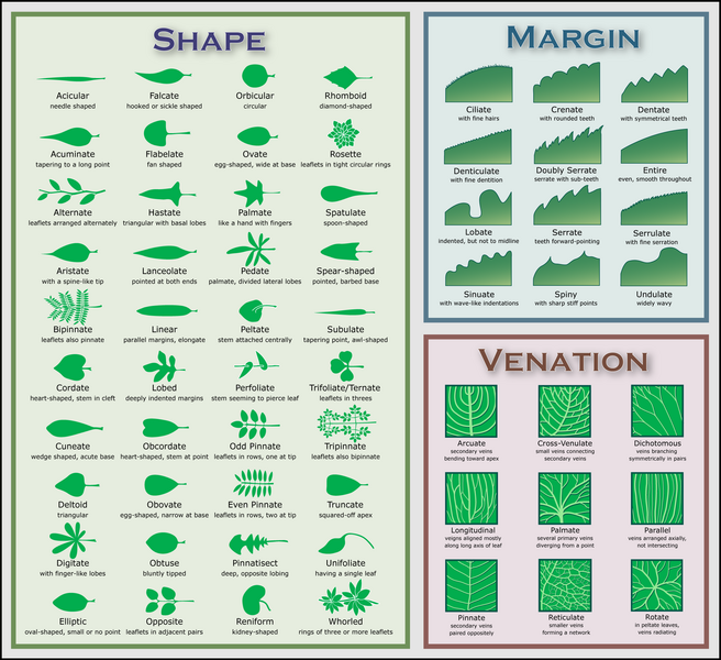 image:leaf morphology no title.png