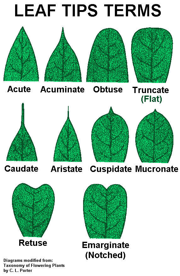 http://staff.highschool.spsd.org/zaharide/services/integrator/trees/leaftips.gif