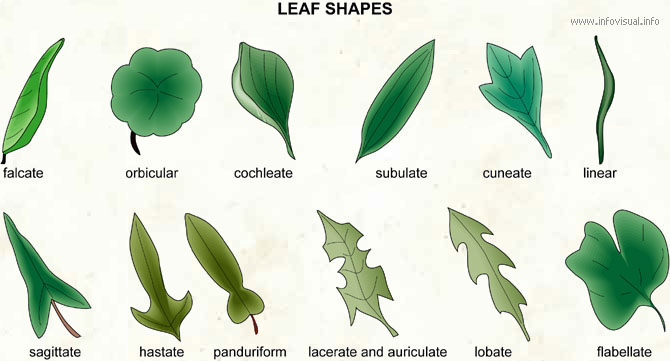 leaf shapes