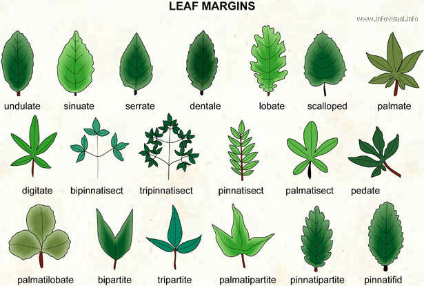 leaf margins