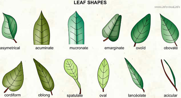 leaf shapes