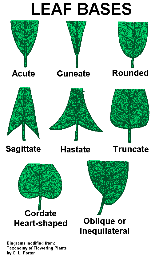 http://staff.highschool.spsd.org/zaharide/services/integrator/trees/leafbases.gif