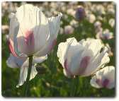 opium poppies, photo by andrew smith, available through creative commons