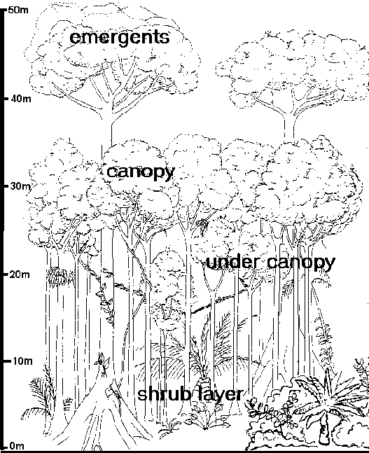 external image crosssection1.gif