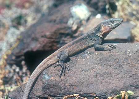 http://www.vertebradosibericos.org/reptiles/galste.jpg