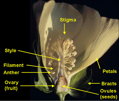 annotated diagram of g. hirsutum cotton flower.