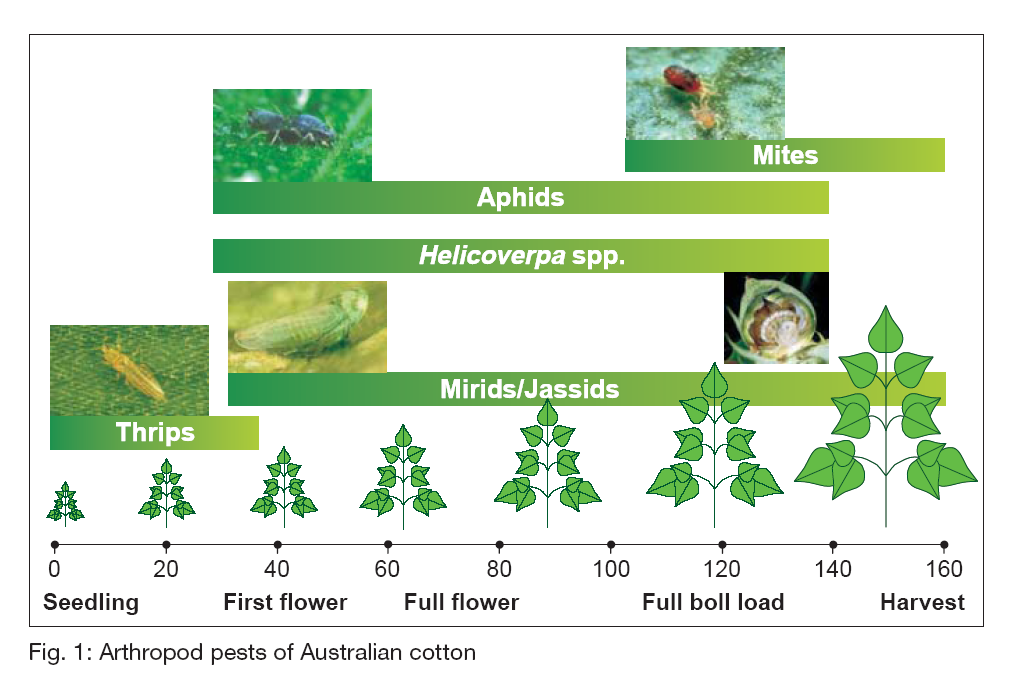 the figure shows the major insect pests of cotton in australia, and when during the lifecycle of cotton they most commonly infest plants.