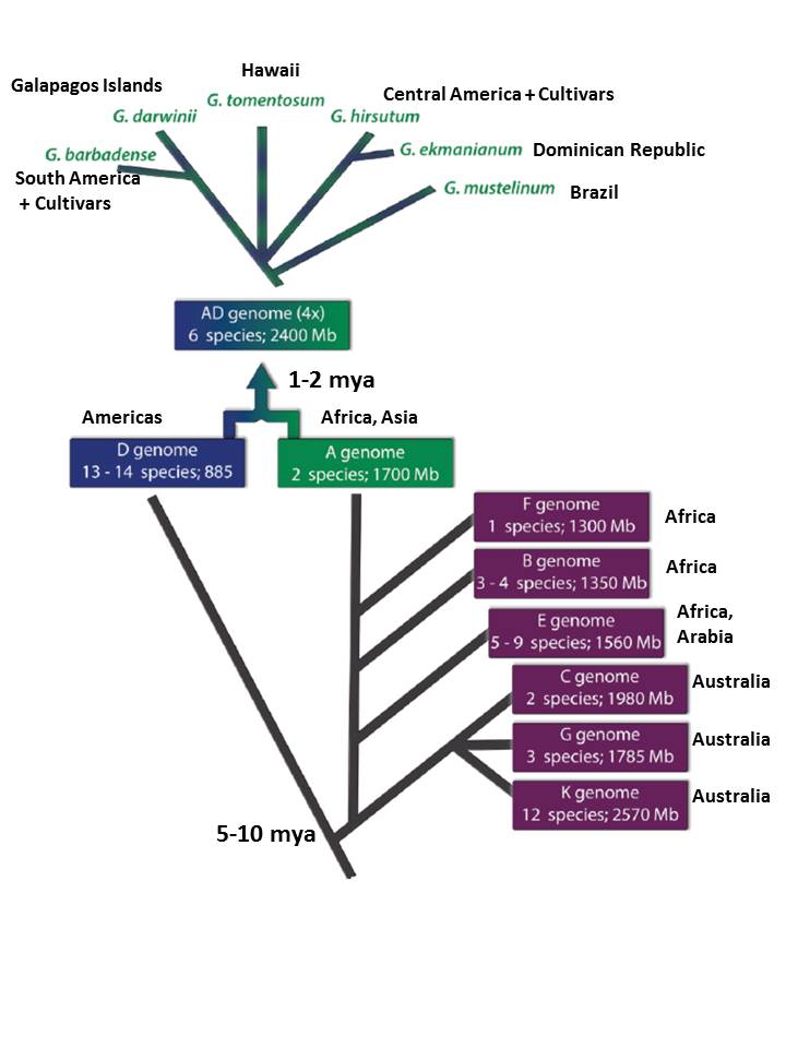 schematic figure of gossypium (cotton) species genomes. includes temporal and geographic origins of diploid cotton genomes with genome size, as well as geographic distribution and genome size for current cultivated polyploid cottons. 