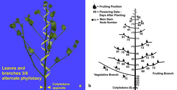the figure has two parts, designated \'a\' and \'b\'. part \'a\' shows the 3/8 alternate phyllotaxy of cotton branches. part \'b\' shows the general timing of flower emergence from buds on the fruiting branches by fruiting position.