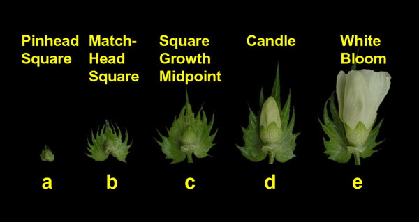 the figure shows cotton flower development, from a pinhead square to a white bloom flower.