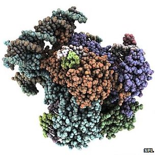 integrase molecule