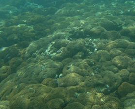 coral reef off japan